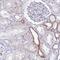 Proline Rich And Gla Domain 1 antibody, HPA056029, Atlas Antibodies, Immunohistochemistry frozen image 