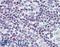 Baculoviral IAP Repeat Containing 5 antibody, LS-B8368, Lifespan Biosciences, Immunohistochemistry frozen image 