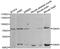 Guanine nucleotide-binding protein G(s) subunit alpha isoforms short antibody, abx002073, Abbexa, Western Blot image 