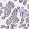 Tripartite Motif Containing 6 antibody, NBP2-31826, Novus Biologicals, Immunohistochemistry paraffin image 