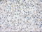 Polo Like Kinase 1 antibody, LS-C114491, Lifespan Biosciences, Immunohistochemistry frozen image 
