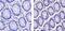 GLIS Family Zinc Finger 1 antibody, 720032, Invitrogen Antibodies, Immunohistochemistry paraffin image 