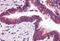 Glutamate Ionotropic Receptor Kainate Type Subunit 1 antibody, MBS242620, MyBioSource, Immunohistochemistry frozen image 