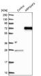 ADP Ribosylation Factor GTPase Activating Protein 3 antibody, NBP1-88842, Novus Biologicals, Western Blot image 