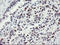 Replication Factor C Subunit 2 antibody, LS-C175218, Lifespan Biosciences, Immunohistochemistry frozen image 