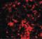 Ring Finger Protein 8 antibody, LS-C108724, Lifespan Biosciences, Immunofluorescence image 