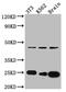Cell Division Cycle 42 antibody, CSB-RA177985A0HU, Cusabio, Western Blot image 