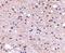 Autophagy And Beclin 1 Regulator 1 antibody, PA5-20511, Invitrogen Antibodies, Immunohistochemistry frozen image 