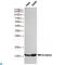 S100 Calcium Binding Protein A4 antibody, LS-C813176, Lifespan Biosciences, Western Blot image 
