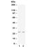 C-X-C Motif Chemokine Ligand 3 antibody, R32424, NSJ Bioreagents, Western Blot image 