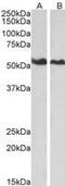 Annexin A11 antibody, MBS421384, MyBioSource, Western Blot image 