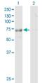 Tetratricopeptide Repeat Domain 30B antibody, H00150737-B01P, Novus Biologicals, Western Blot image 