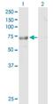 Tetratricopeptide Repeat Domain 30B antibody, H00150737-B01P, Novus Biologicals, Western Blot image 