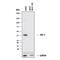 MCL1 Apoptosis Regulator, BCL2 Family Member antibody, MAB828, R&D Systems, Western Blot image 