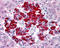 Transmembrane 9 Superfamily Member 4 antibody, LS-A9852, Lifespan Biosciences, Immunohistochemistry frozen image 
