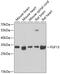 Fibroblast Growth Factor 13 antibody, GTX55620, GeneTex, Western Blot image 