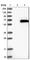 TRNA Methyltransferase 61B antibody, HPA026747, Atlas Antibodies, Western Blot image 