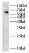 IL-22R-alpha-1 antibody, FNab04253, FineTest, Western Blot image 