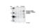 Glutamate Ionotropic Receptor NMDA Type Subunit 1 antibody, 3385S, Cell Signaling Technology, Western Blot image 