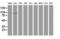 CUB Domain Containing Protein 1 antibody, LS-C172539, Lifespan Biosciences, Western Blot image 