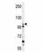 Zinc Finger GRF-Type Containing 1 antibody, F40009-0.4ML, NSJ Bioreagents, Western Blot image 