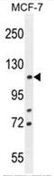 Bcl-2-associated transcription factor 1 antibody, AP50361PU-N, Origene, Western Blot image 