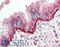 Forkhead Box I3 antibody, LS-B10454, Lifespan Biosciences, Immunohistochemistry frozen image 