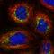 DNA Polymerase Beta antibody, HPA049104, Atlas Antibodies, Immunofluorescence image 