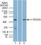 Interferon Gamma Inducible Protein 16 antibody, NBP2-27066, Novus Biologicals, Western Blot image 