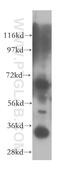 Aminoacyl TRNA Synthetase Complex Interacting Multifunctional Protein 1 antibody, 11091-1-AP, Proteintech Group, Western Blot image 