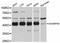 SHANK Associated RH Domain Interactor antibody, abx126547, Abbexa, Western Blot image 