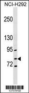 Glutamate-Cysteine Ligase Catalytic Subunit antibody, 59-915, ProSci, Western Blot image 