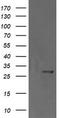 Kallikrein Related Peptidase 8 antibody, LS-C174733, Lifespan Biosciences, Western Blot image 