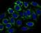 Carbamoyl-Phosphate Synthase 1 antibody, NBP2-75445, Novus Biologicals, Immunofluorescence image 
