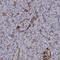 Calcium Sensing Receptor antibody, NBP1-84687, Novus Biologicals, Immunohistochemistry frozen image 