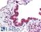 Mitochondrial Calcium Uptake 1 antibody, LS-B9505, Lifespan Biosciences, Immunohistochemistry frozen image 