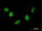 Nudix Hydrolase 6 antibody, H00011162-B01P, Novus Biologicals, Immunofluorescence image 