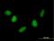 Nudix Hydrolase 6 antibody, H00011162-B01P, Novus Biologicals, Immunofluorescence image 