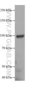 Transient Receptor Potential Cation Channel Subfamily C Member 6 antibody, 18236-1-AP, Proteintech Group, Western Blot image 