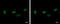 Zinc Finger Protein 419 antibody, GTX122142, GeneTex, Immunofluorescence image 