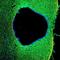 Epidermal Growth Factor antibody, GTX31186, GeneTex, Immunohistochemistry frozen image 