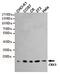 Chromobox 3 antibody, GTX66848, GeneTex, Western Blot image 