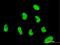 Zinc Finger Protein 394 antibody, MA5-22729, Invitrogen Antibodies, Immunofluorescence image 