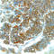 S1PR5 antibody, AF-296-NA, R&D Systems, Immunohistochemistry frozen image 