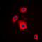 Ribosomal Protein S6 Kinase B1 antibody, orb224002, Biorbyt, Immunofluorescence image 