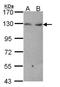 Cadherin 6 antibody, NBP2-17012, Novus Biologicals, Western Blot image 