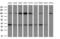 WD Repeat Domain 61 antibody, M12524, Boster Biological Technology, Western Blot image 