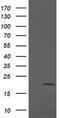 Anaphase Promoting Complex Subunit 11 antibody, MA5-26263, Invitrogen Antibodies, Western Blot image 