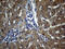 Autophagy Related 16 Like 1 antibody, M00526-1, Boster Biological Technology, Immunohistochemistry paraffin image 