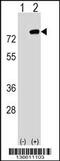 PBX Homeobox Interacting Protein 1 antibody, 58-760, ProSci, Western Blot image 